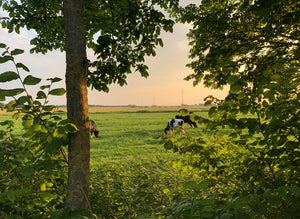Foto Landschaft Schleswig Holstein - Kühe - Simply Download
